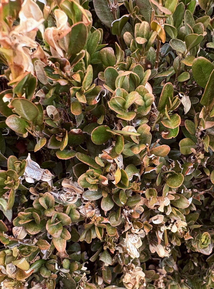 Box foliage with a reddish-bronze cast across many leaves, a sign of stress or magnesium shortage rather than caterpillar