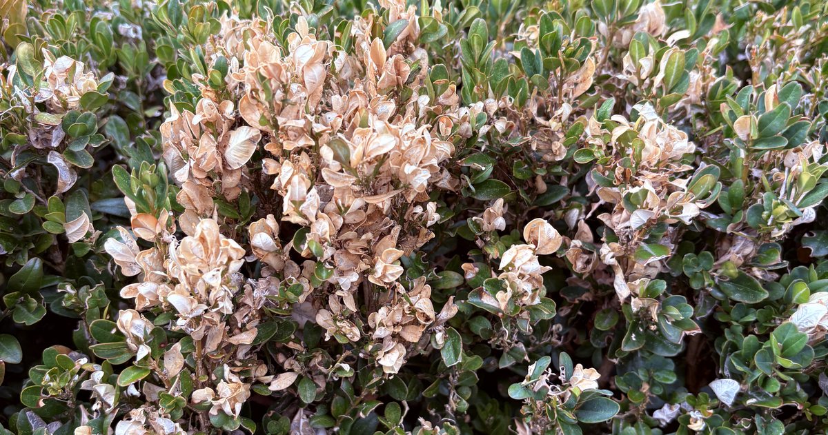A box hedge with a large patch of dead cream-coloured leaves in the middle of otherwise green growth