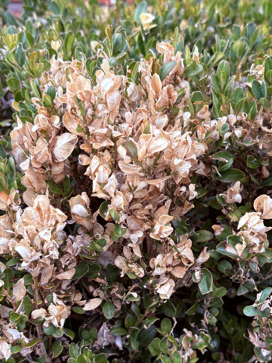 A patch of box leaves bleached to a papery cream colour after caterpillar feeding, surrounded by healthy green foliage